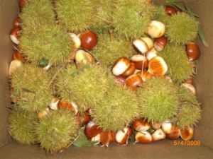 Chestnuts from the 2008 harvest