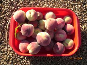 2009 Anzac peach harvest