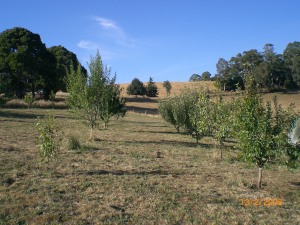 The orchard after its mandatory haircut today